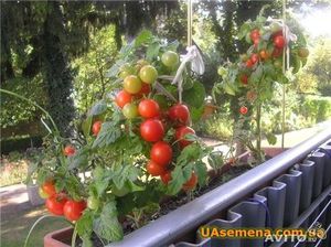 Почва для выращивания овощей на балконе