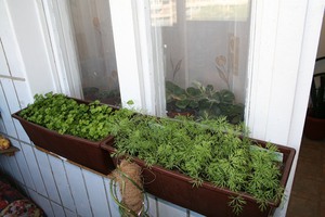 Виды зелени для выращивания на балконе