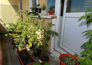 Уход за овощами на балконе