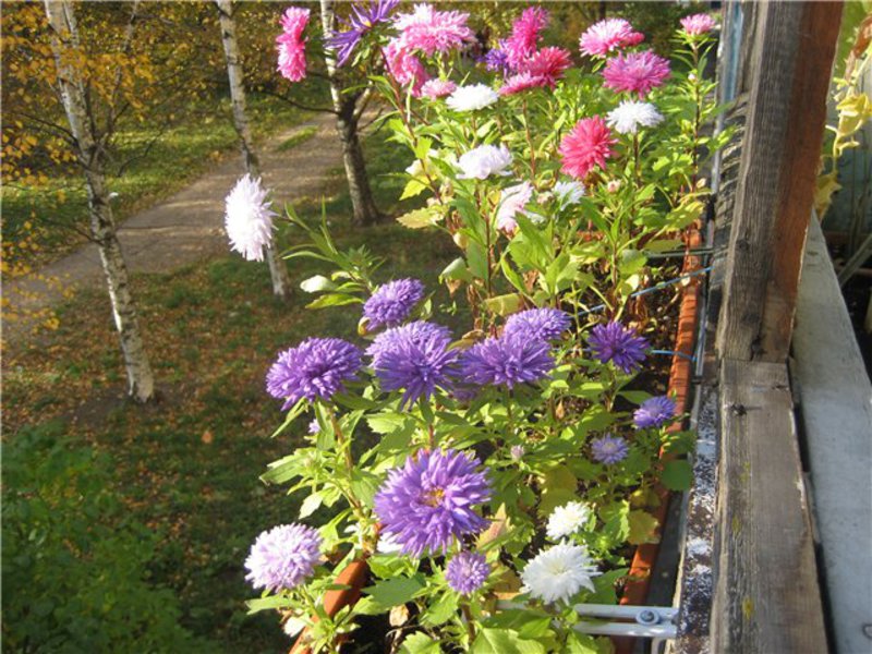 Как оформить балкон цветами