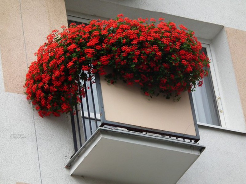 Интерьер балкона с цветами