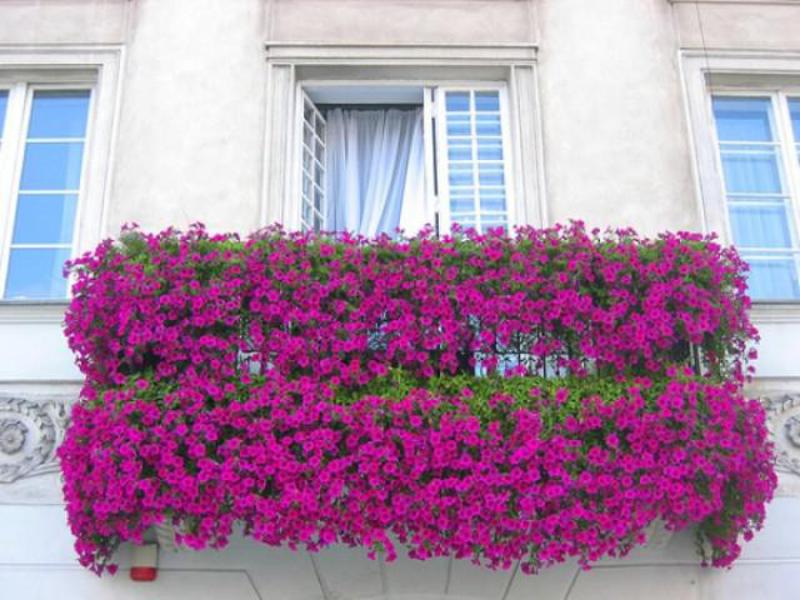 Какими цветами украсить балкон