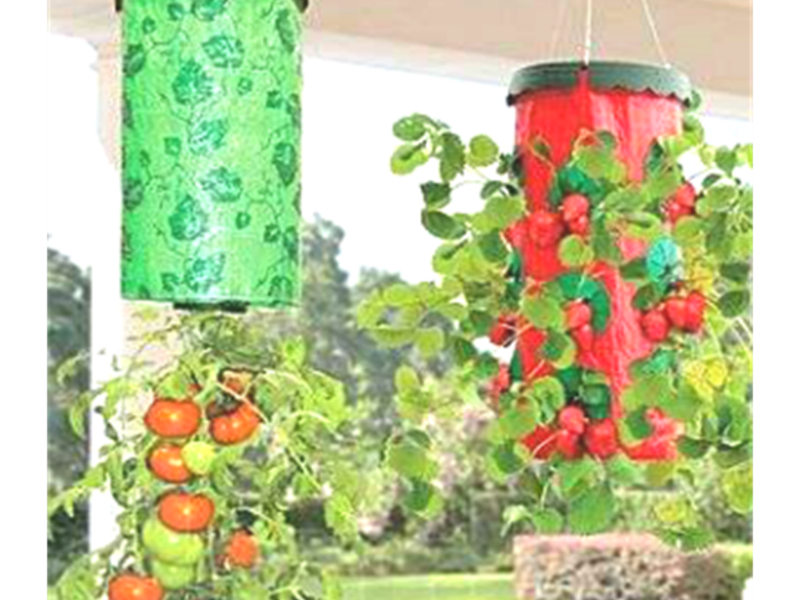 Способы выращивания клубники на балконе