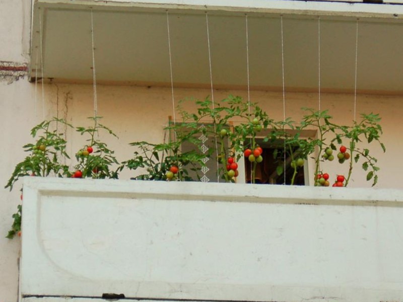 Как разбить огород на балконе
