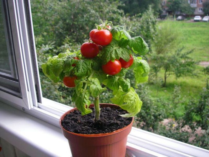 Огород из овощей на окне