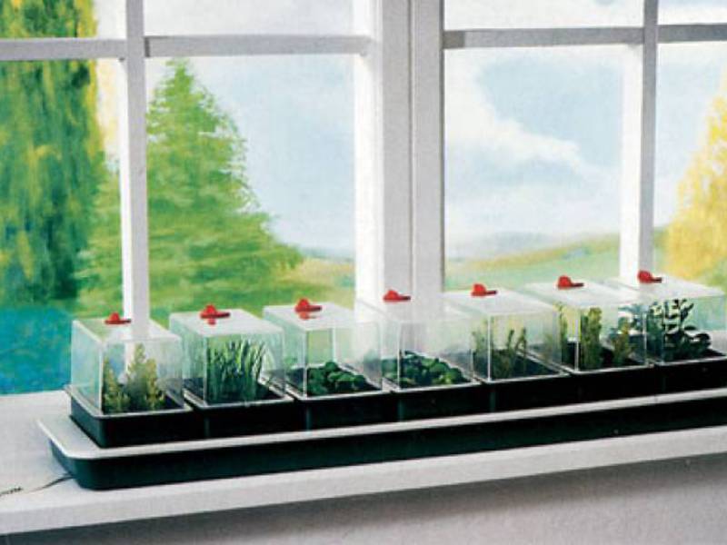 Как вырастить самим овощи на окне