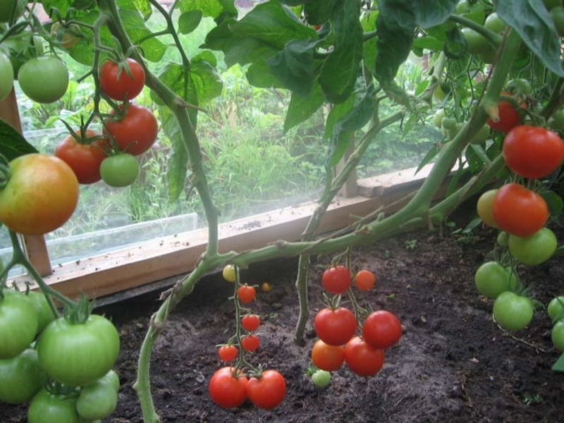 Способ выращивания помидор на окошке