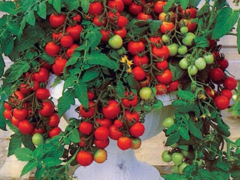 Какие методы выращивания помидор существуют