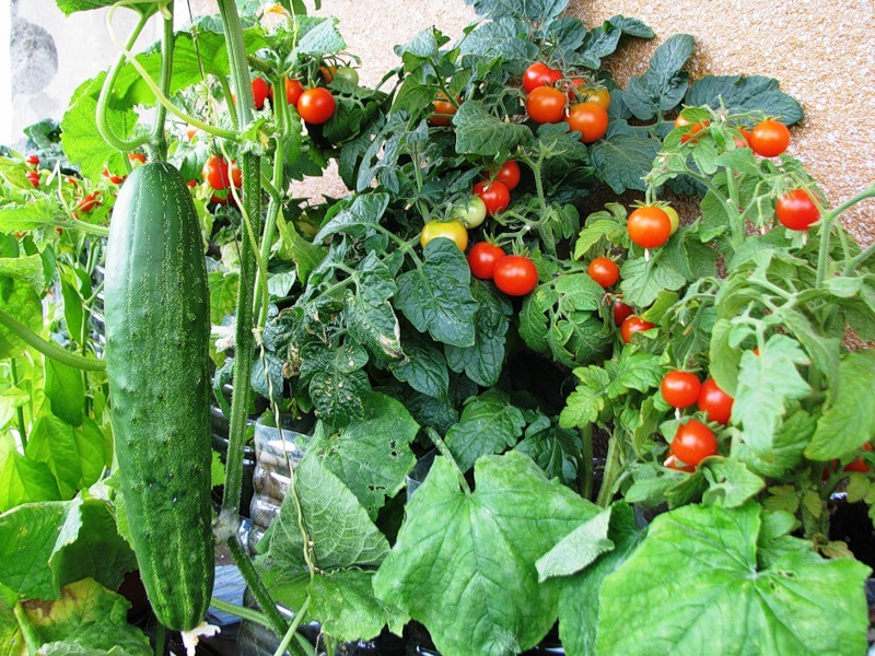 Как можно вырастить помидоры на окне