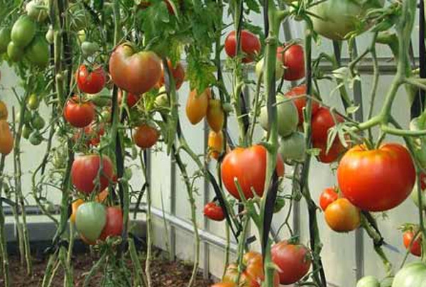 Как вырастить помидоры на подоконнике, выбираем подходящие сорта ...