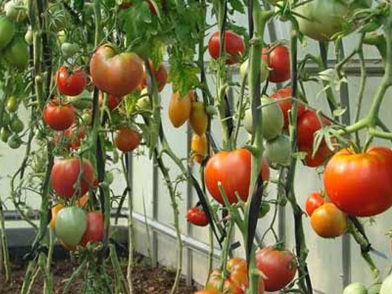 Способы выращивания помидоров