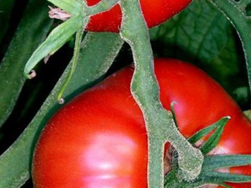 Как вырастить хороший сорт помидор