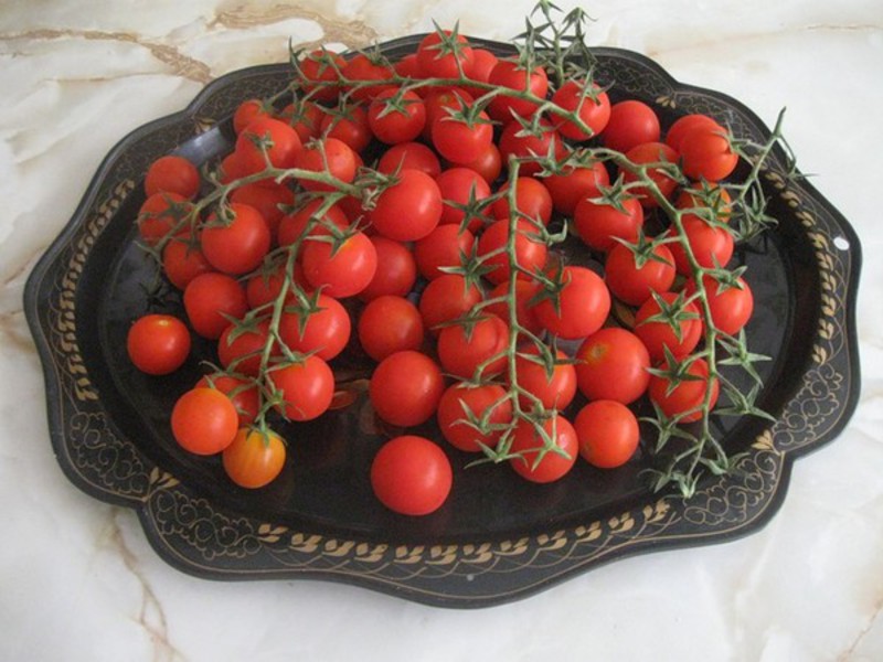 Богатый урожай помидор