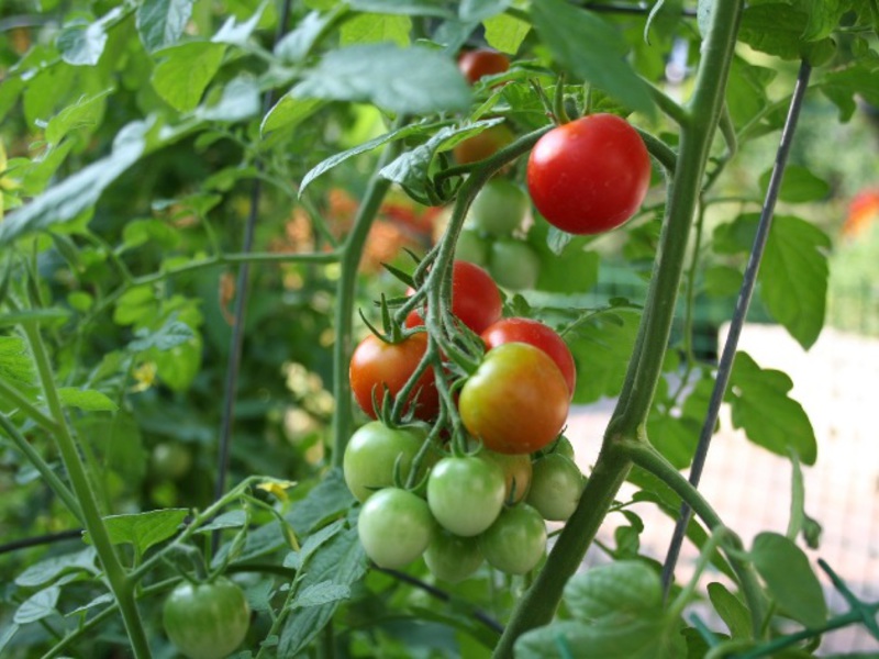 Урожай помидор 