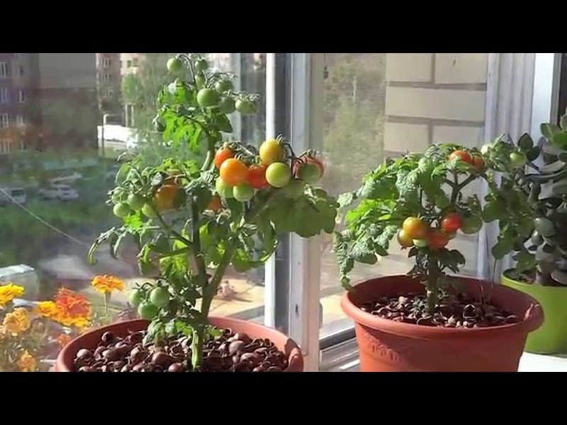 Выращиванием помидоры самостоятельно