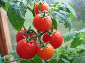 Выращивание помидор на балконе