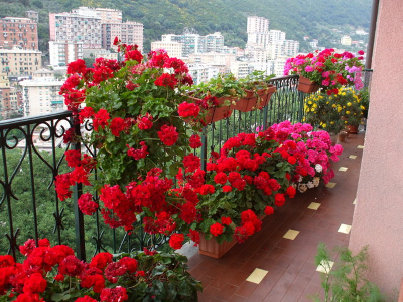 Как создать сад из цветов на балконе