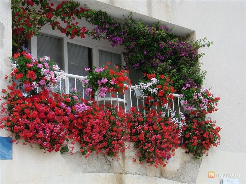 Как создать сад из цветов на балконе