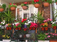 Рекомендации специалистов как лучше и в чём выращивать цветы на балконе