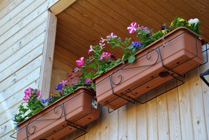 Советы опытных садоводов как выращивать цветы на балконе в ящиках