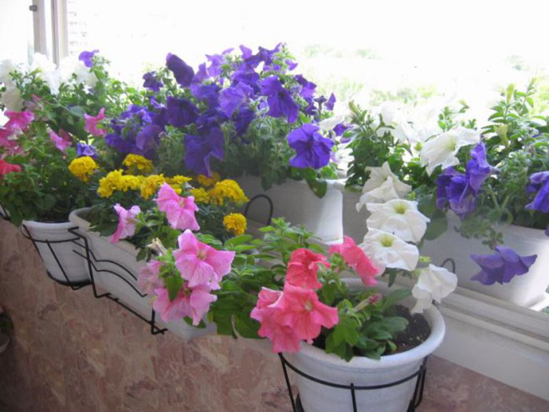 Балконные горшочки с цветами
