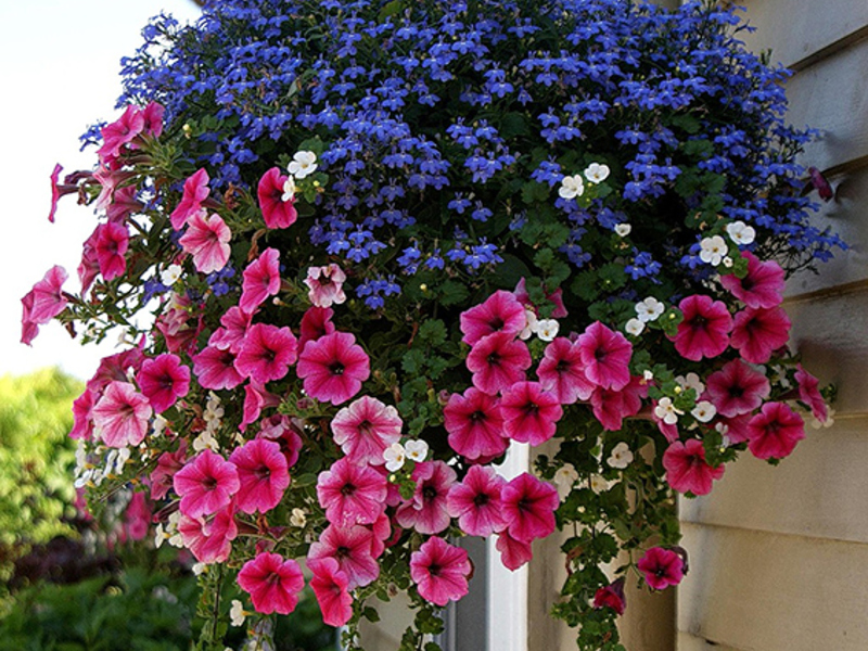 Ампельные цветы для балкона фото