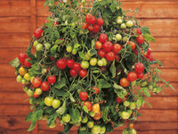 Домашний урожай помидор