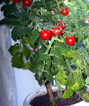 Как посадить и вырастить помидоры