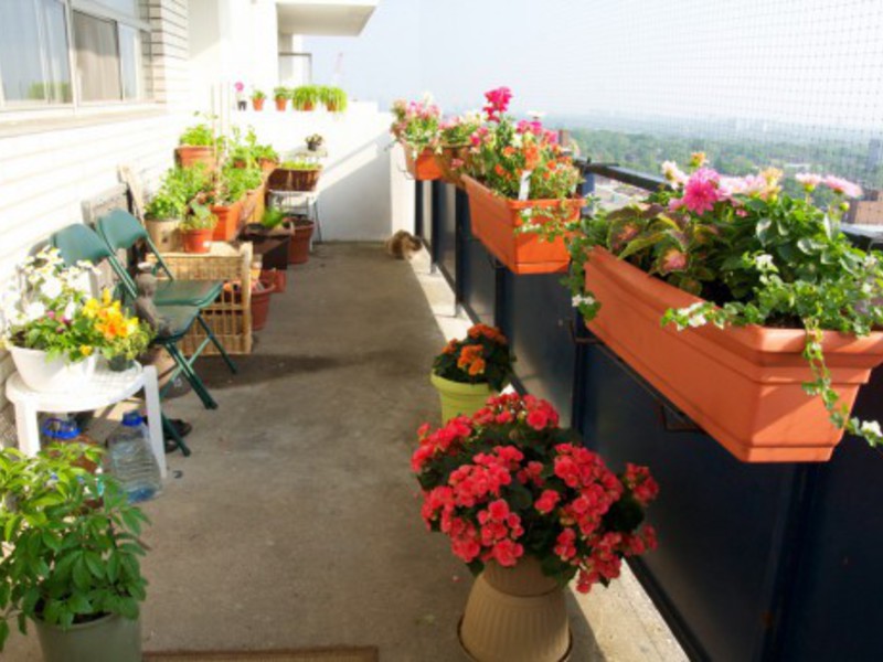 Георгины красивые цветы - подходят для выращивания на балконе