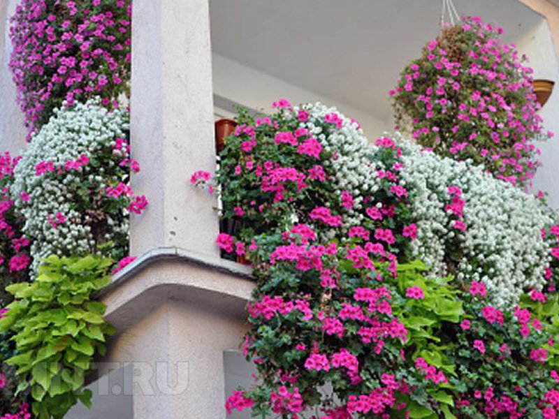 Как превратить балкон в цветущий сад