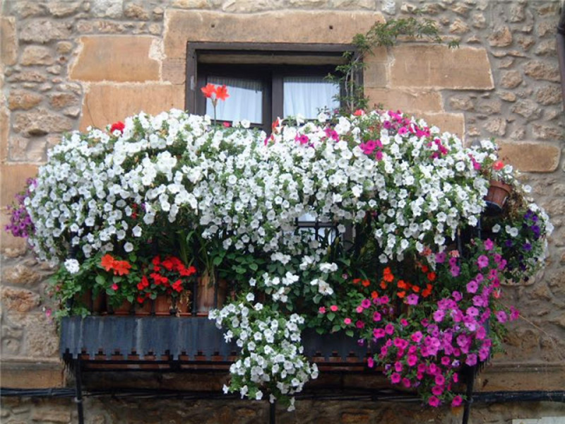 Особенности выращивания балконных цветов