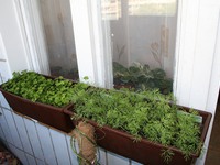 Советы опытных огородников для выращивания зелени на подоконнике