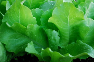 Преимущества выращивания в домашних условиях листового салата