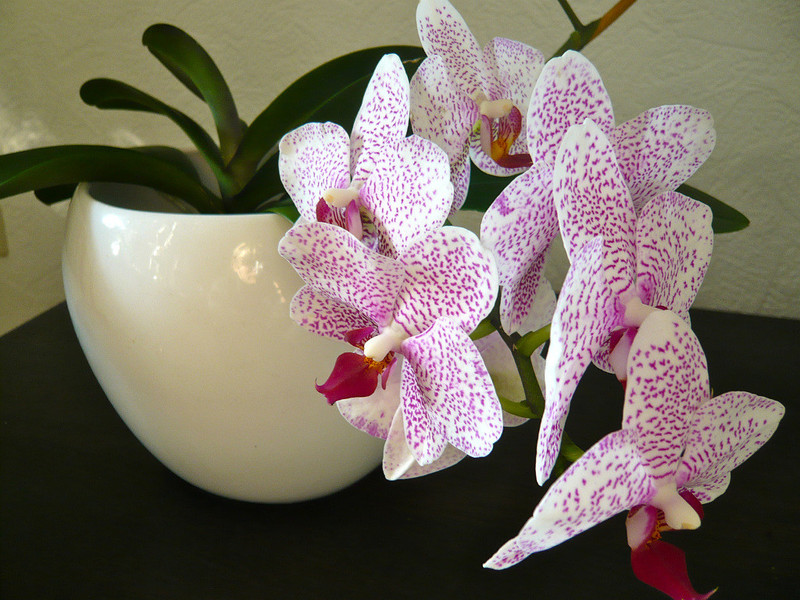 Милая орхидея