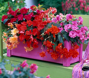 Яркие цветочные ящики