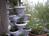 Выращивание клубники в домашних условиях
