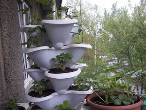 Выращивание клубники в домашних условиях на балконе: выбор места и горшка,подготовка грунта, опыление и уход
