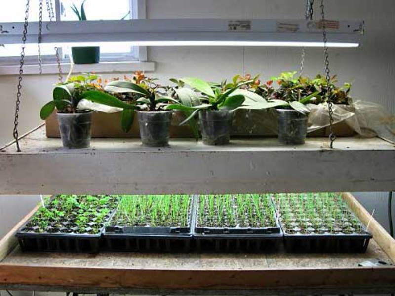 Как вырастить свежую зелень на подоконнике